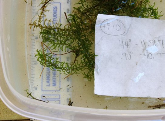 SITE10 slender WATERWEED